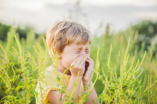 Le pollen : la première cause d’allergies au printemps